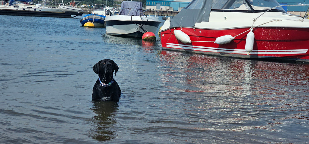Sage - Everlast Waterproof BioThane© Dog Collar